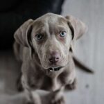 negative-space-lab-puppy-dog-pixabay-thumb-1